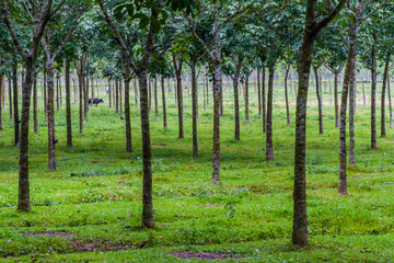 Obraz premium Rubber tree plantation near Srimangal, Bangladesh
