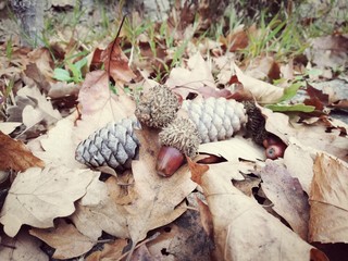 Autumn ground natural decoration background with dry fall leaves pine cone, acorn and oak nuts