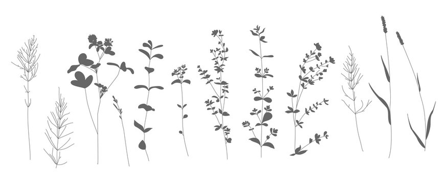 Set of vector illustration with the image of decorative flowers, branches and herbs. Great design for any purpose.