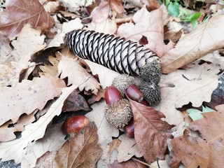 Autumn ground natural decoration background with dry fall leaves pine cone, acorn and oak nuts