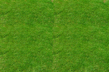 Fototapeta na wymiar Green grass pattern and texture for background. Close-up image.