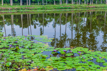 Lotus pond near Srimangal, Bangladesh