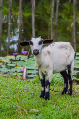 Goat and a lotus pond near Srimangal, Bangladesh