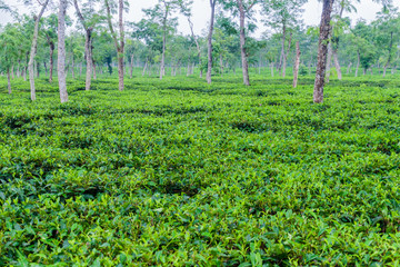Fototapeta na wymiar Tea gardens near Srimangal, Bangladesh