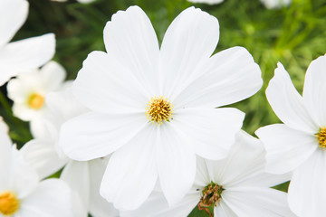 White blooming cosmos flower in garden