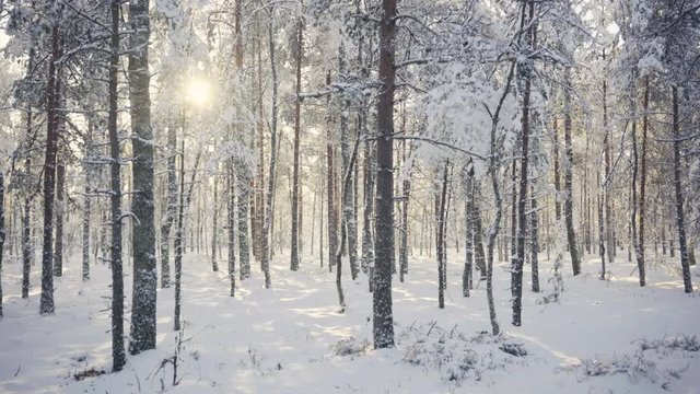 The first snow falls from trees in a pine forest near the road on a bright sunny day. Little cute Christmas tree snow-covered in a forest on a sunny clear day. Latvia