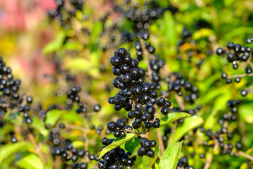 Dunkle / schwarze  Beeren an herbstlicher Hecke