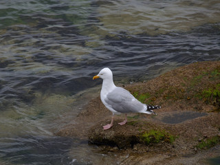 Fototapeta premium Goéland de profil .