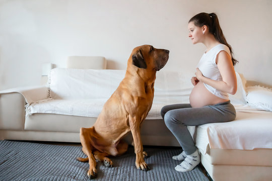 Happy pregnant woman with big dog breed fila brasileiro in home Stock Photo