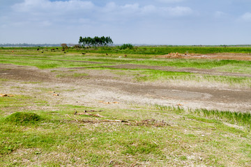 Fototapeta na wymiar Rural landscape of a char (sandbank island) in Jamuna river, Bangladesh