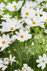 Fototapeta premium White blooming cosmos flower in garden