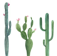 Foto op Canvas Beautiful three watercolor cactus hand drawn illustrations set. White background. Isolated objects. © zenina