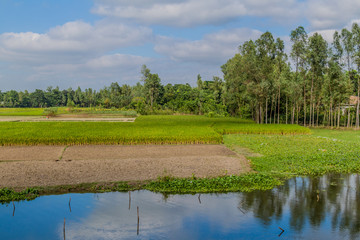 Rice fields near Bogra, Bangladesh