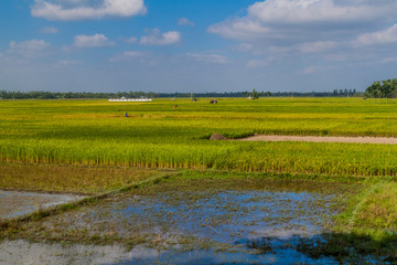 Rice fields near Bogra, Bangladesh