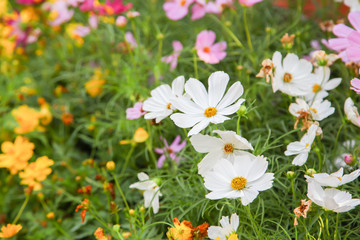 White blooming cosmos flower in garden