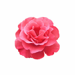  Beautiful red rose isolated on a white background