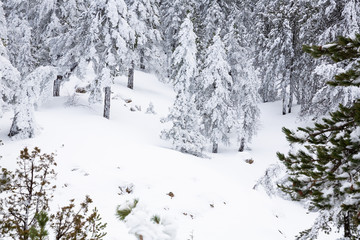 Winter in Cyprus
