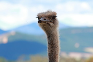 ostrich in a farm