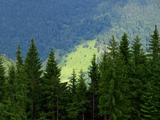 Fototapeta na wymiar Spruce forest high in green mountains. Picturesque summer mountain landscape with Spruce (Picea abies) forest in the Eastern Carpathians, Ukraine. Mountains and gorges of the Carpathian region