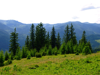Alpine meadow and spruce forest high in green mountains. Picturesque summer mountain landscape with Spruce (Picea abies) forest in the Eastern Carpathians, Ukraine