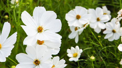 Obraz premium White blooming cosmos flower in garden