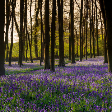 Bluebell Walk