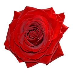 Fototapeta premium Beautiful red rose isolated on a white background