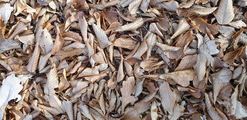 Fototapeta premium beautiful background of light brown fallen leaves