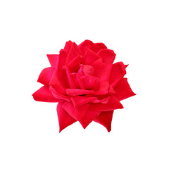 Beautiful red rose isolated on a white background