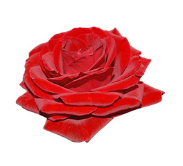  Beautiful red rose isolated on a white background