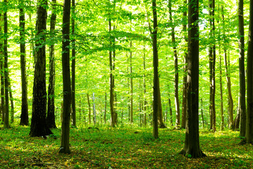 forest sunlight