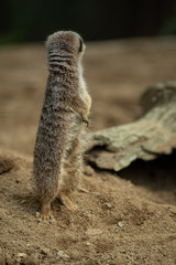 ミーアキャット