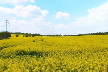 Rapeseed field on a background of forest and blue sky with clouds