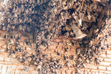 Bats at the ruins of Puthia Palace in Puthia village, Bangladesh