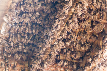 Bats at the ruins of Puthia Palace in Puthia village, Bangladesh