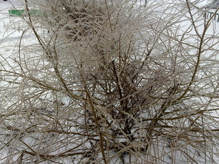  icy tree in winter