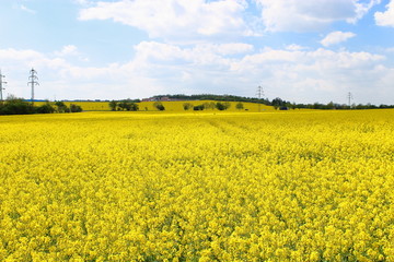Rapeseed field on a background of forest and blue sky with clouds