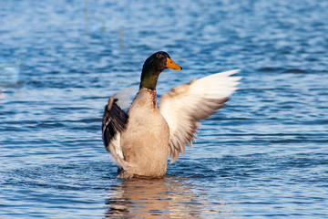 Male mallard rising 1-29-06