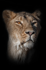 head of a moonlion. looks suspiciously. lioness female muzzle closeup on a black background.