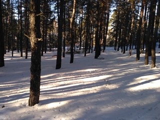  winter forest