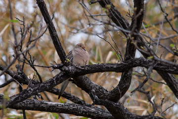 Mourning dove at rest 3-29-06