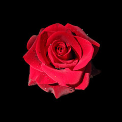 Beautiful red rose isolated on a black background