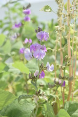 Fototapeta premium Winged bean flowers violet colour