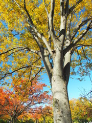 公園の黄葉の欅と青空