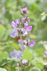 purple Winged bean flowers on green background
