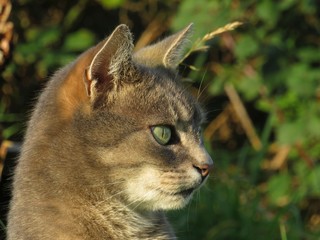 Close up of cat head with soft focus natural background