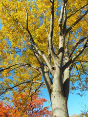 黄葉の欅と青空