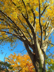 黄葉の欅と青空