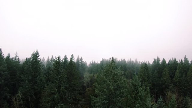 Drone Dolly of Evergreen Forest Tree Tops with Hazy Fog Clouds