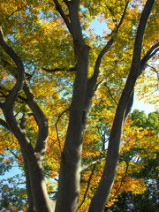 公園の黄葉の欅